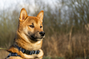 Front side of Shiba Inu Dog face in countryside