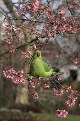 Green parakeet is eating pink blossom of a cherry tree in London park. This friendly bird sits on a tree branch and savors those tender flowers.
