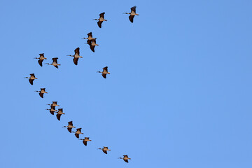 Flock of Australian Straw-necked Ibis in flight