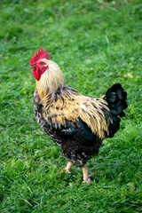 A beautiful rooster walks on the grass in the village.