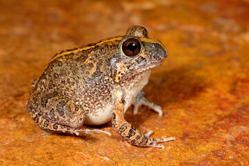 Close up of Australian Ornate Burrowing Frog