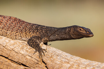 Australian Black-headed Monitor basking on log