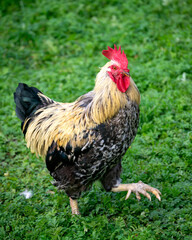 A beautiful rooster walks on the grass in the village.
