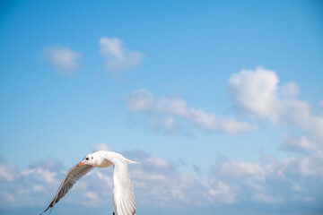 Seagulls on the beach (Baltic Sea, Poland)