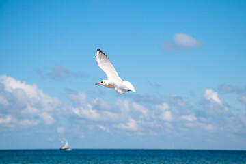 Fototapeta na wymiar Seagulls on the beach (Baltic Sea, Poland)