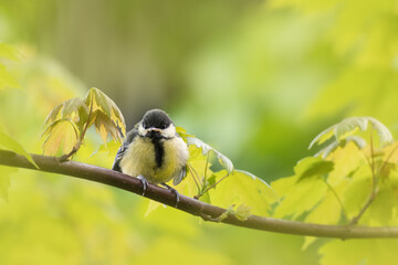 Oiseau au printemps, mésange charbonnière juvénile sur une branche d'érable. Fond vert jaune. 