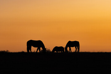Fototapeta na wymiar Paisaje horizonte con caballos al atardecer