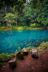 Situ Cipanten of Majalengka. Beautiful lakes in the forest with green trees. Spot tourism of west java. 