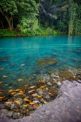 Situ Cipanten of Majalengka. Beautiful lakes in the forest with green trees. Spot tourism of west java. 