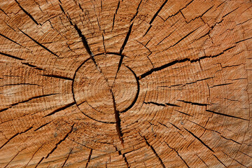 Fototapeta premium Woodcut from a old oak tree