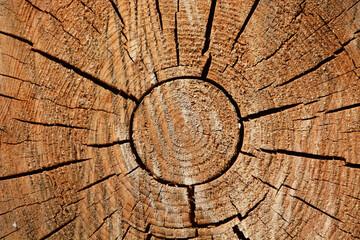 Fototapeta premium Woodcut from a old oak tree