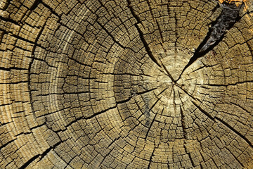 Woodcut from a old oak tree