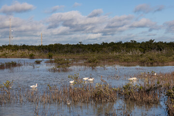 Flock of American white Ibis wading in lake