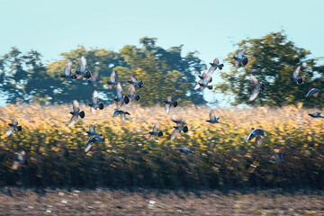 vol groupé de pigeons sauvage