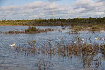 Flock of American white Ibis wading in lake