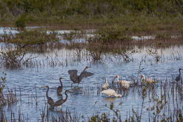 Flock of American white Ibis and herons wading in lake