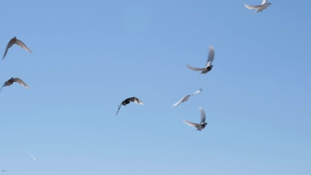 Pigeons flying in the blue sky