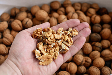 Selective focus of man hand holding peeled walnuts, selective focus.