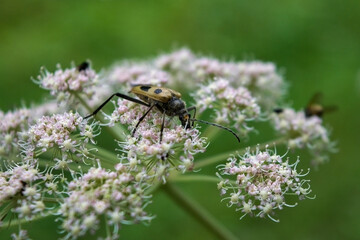 Green beetle on white wildflowers in the forest.