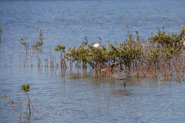 Reddish Egret, wading bird at the edge of a lake