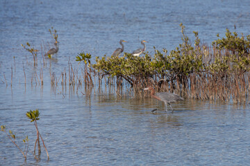 Reddish Egret, wading bird at the edge of a lake
