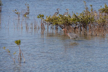 Reddish Egret, wading bird at the edge of a lake
