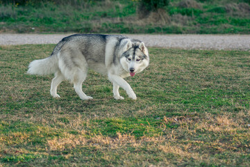 husky with pretty eyes