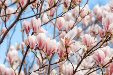 white and pink magnolia flowers on the branch against blue sky on warm spring sunny day