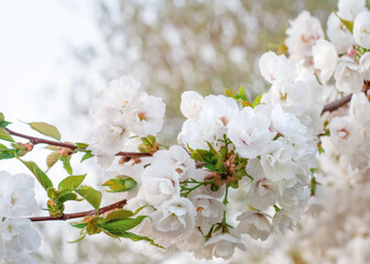 pink flowers blossom and green leaves on the branch on sunny spring day against blue sky
