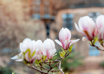 white and pink magnolia flowers on the branch in city center on warm spring sunny day
