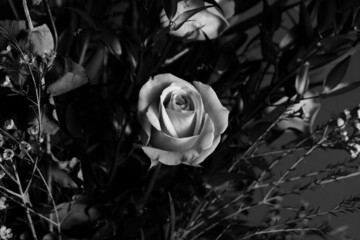 Valentines rose flowers bouquet in black and white
