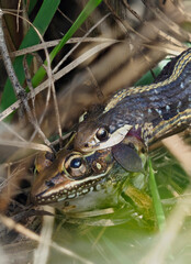 Naklejka premium Biteing Off More than You can Swallow, a Focus Stacked Image of a Garter Snake Attempting to Swallow a Leopard Frog in the Underbrush