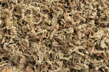 Sphagnum moss used for plant propagation or plant the orchid - obrazy, fototapety, plakaty