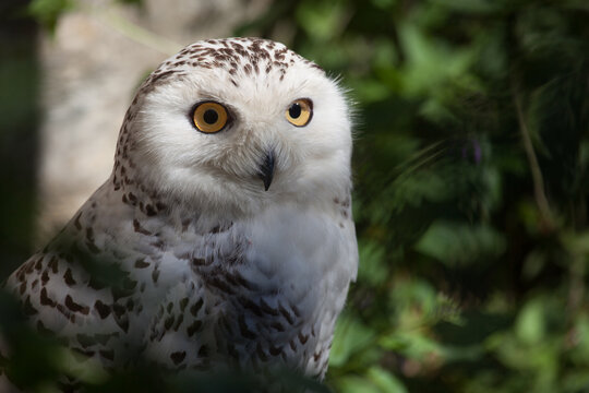 Harfang des neiges