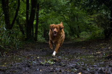 A vertical shot of a nova scotia retriever running in the forest.