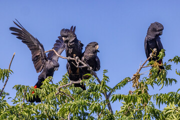 Australian Red-tailed Black Cockatoo's perched in White Cedar Tree