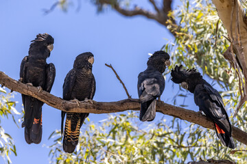 Australian Red-tailed Black Cockatoo's perched in Tree