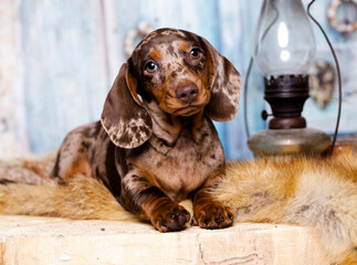 Dog dachshund merle on blue background; dog portrait