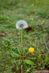 沖縄県宮古島　タンポポの綿毛