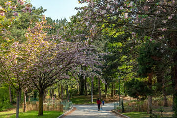 Cherry blossom along the entrance path to Georges Brassens Public Garden in Paris, France.