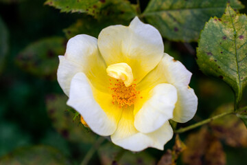 Obraz premium yellow flower in the garden