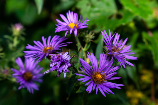 close up of Purple Daisies 