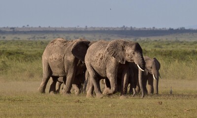 Fototapeta premium elephants in the savannah