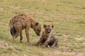 Fotobehang hyena in the savannah © Monika