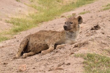 spotted hyena in the savannah