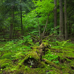 Old tree lying in a forest.