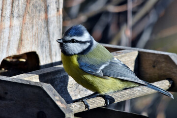 Fototapeta premium Eine Blaumeise sitzt vor dem Futterloch eines Vogelhäuschens (Großaufnahme)