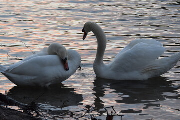 Zwei Schw&auml;ne auf dem Seewasser in der D&auml;mmerung