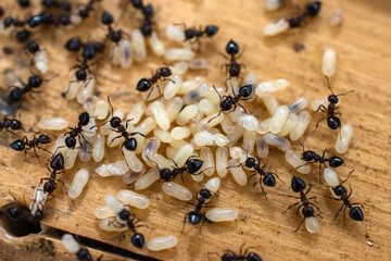 group of ants with their larvae