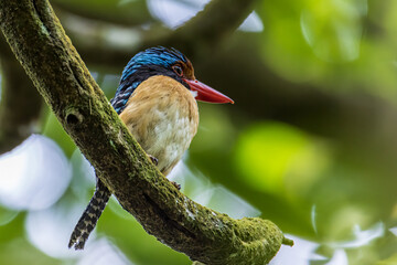 Nature wildlife image of Male Banded kingfisher (Lacedo pulchella) perching on tree branch